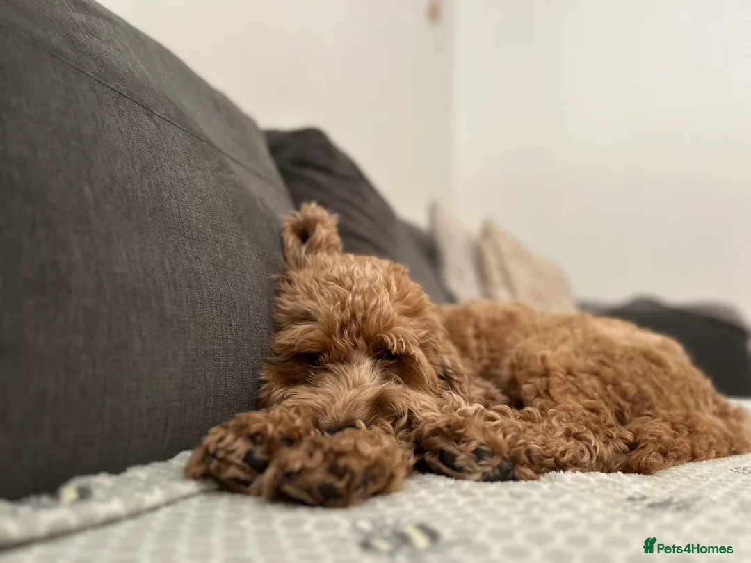 Cockapoo dogs for stud: STUD - F1 Red and white Cockapoo - Health Clear in York - Advert 7