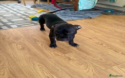 Staffordshire Bull Terrier dogs for sale: Staffy Puppy's for sell in Liverpool - Image 19