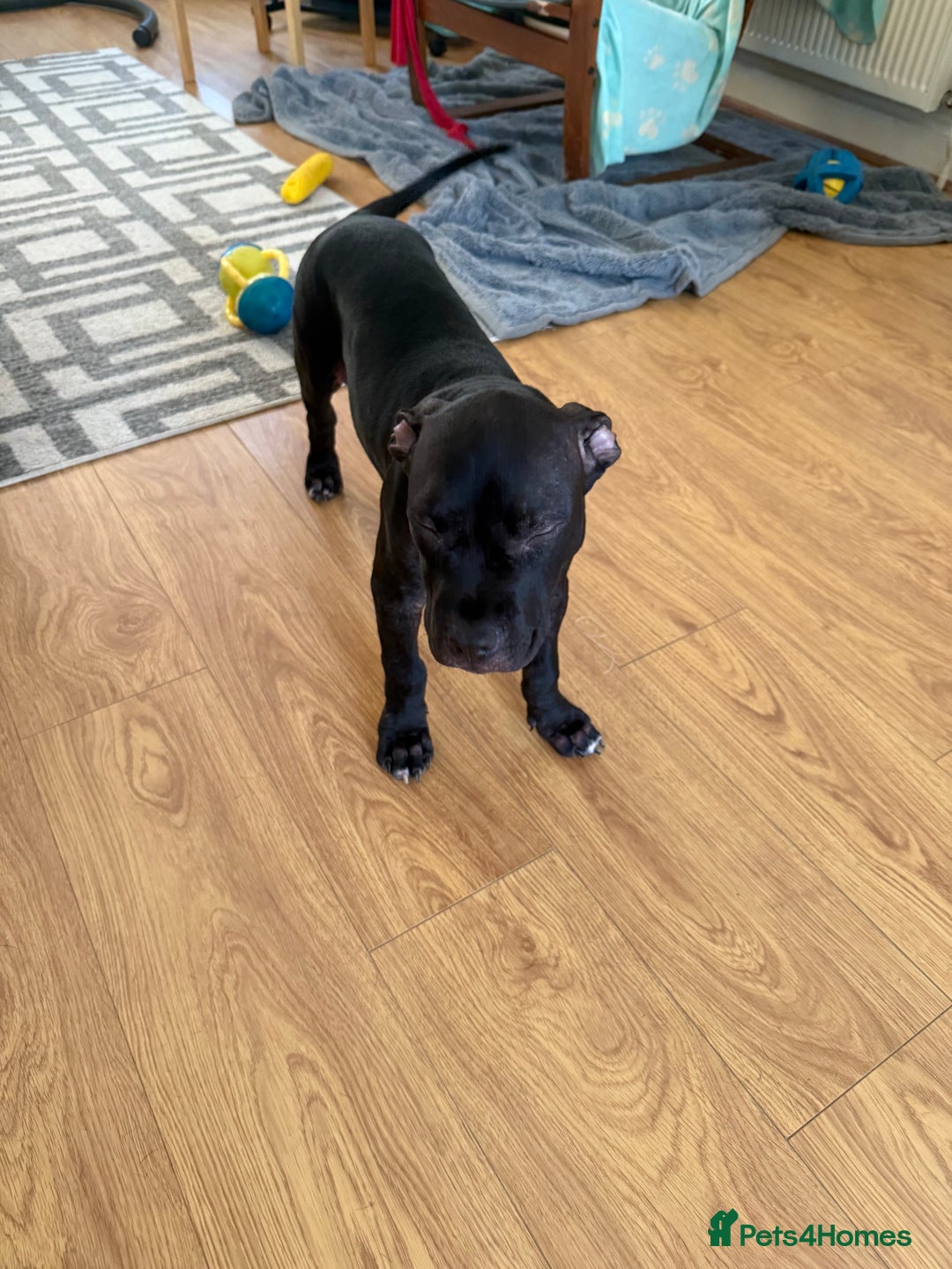 Staffordshire Bull Terrier dogs for sale: Staffy Puppy's for sell in Liverpool - Image 19