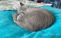British Shorthair cats for sale: British shorthair beautiful kittens  - Image 12