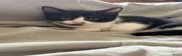 Mixed Breed cats for sale: kittens for sale  - Advert 4