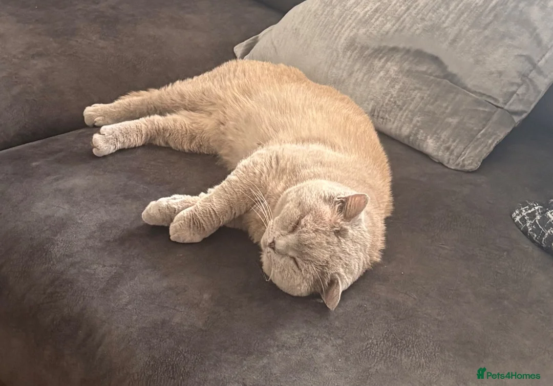 British Shorthair cats for sale: Beautiful BSH kittens - Advert 2