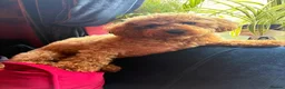 Cavapoochon dogs for sale: Cavapoochon puppies  - Advert 3