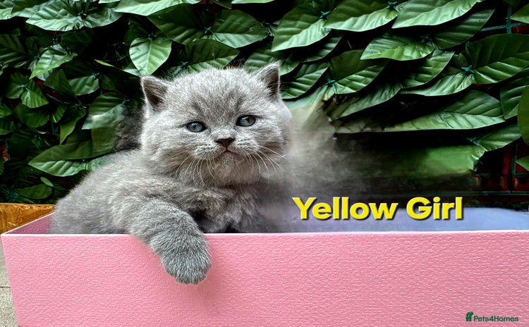 British Shorthair cats - Advert 16