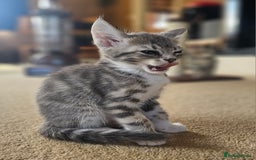 Bengal cats for sale: Bengal kittens. Absolutely beautiful!  - Image 25