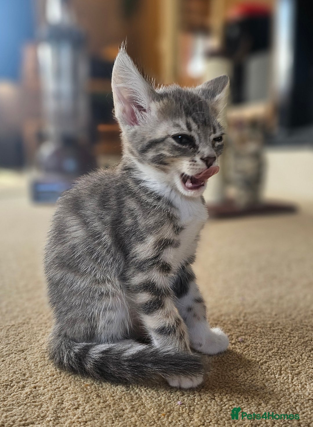 Bengal cats for sale: Bengal kittens. Absolutely beautiful!  - Image 25