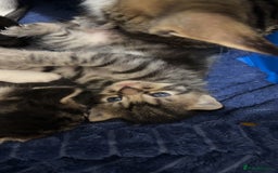 Domestic Shorthair cats for sale: 5 beautiful Domestic shorthair kittens - Image 9