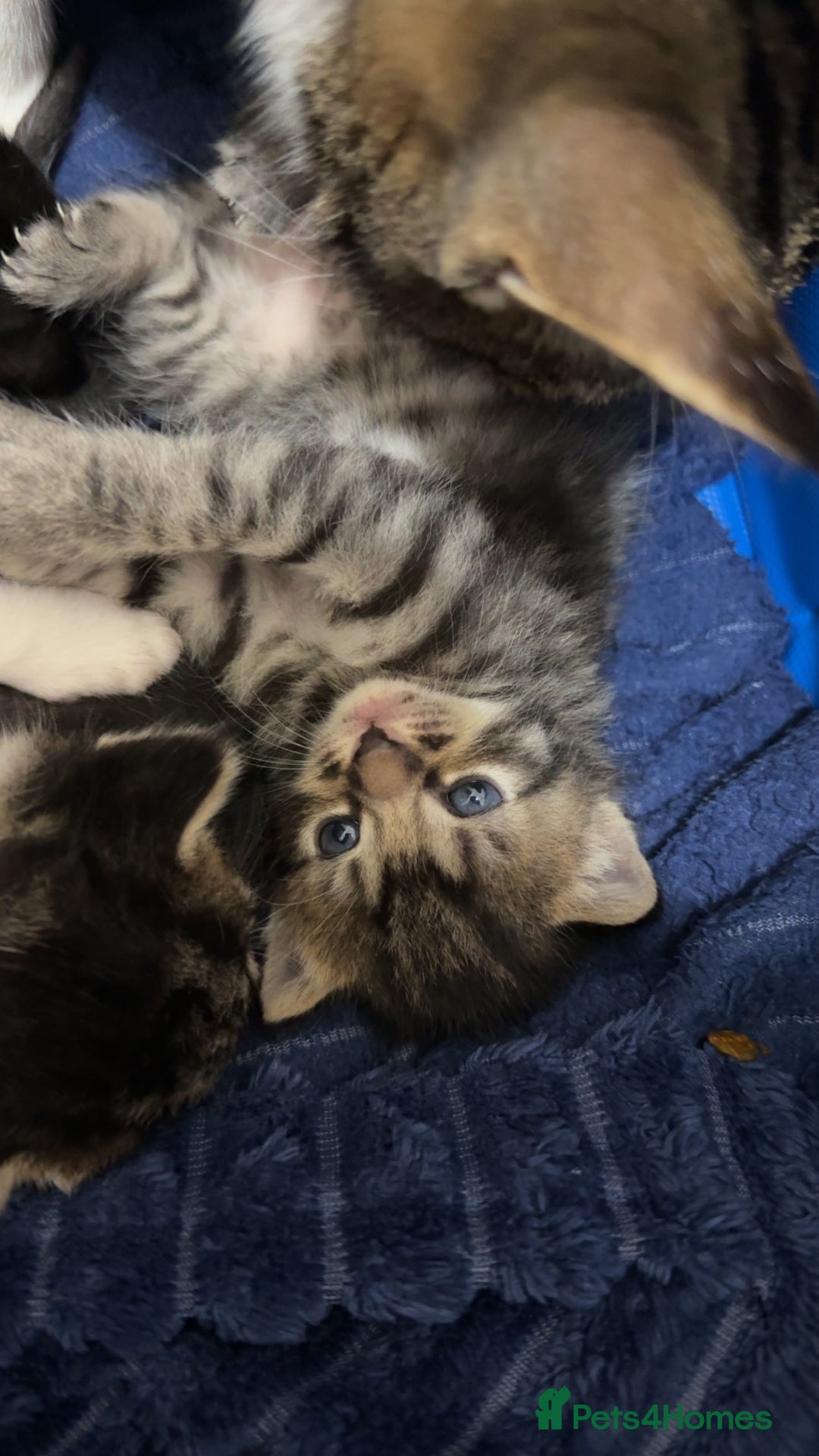 Domestic Shorthair cats for sale: 5 beautiful Domestic shorthair kittens - Image 9