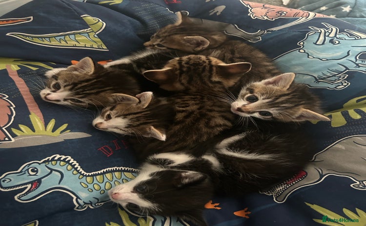 Domestic Shorthair cats - Advert 2