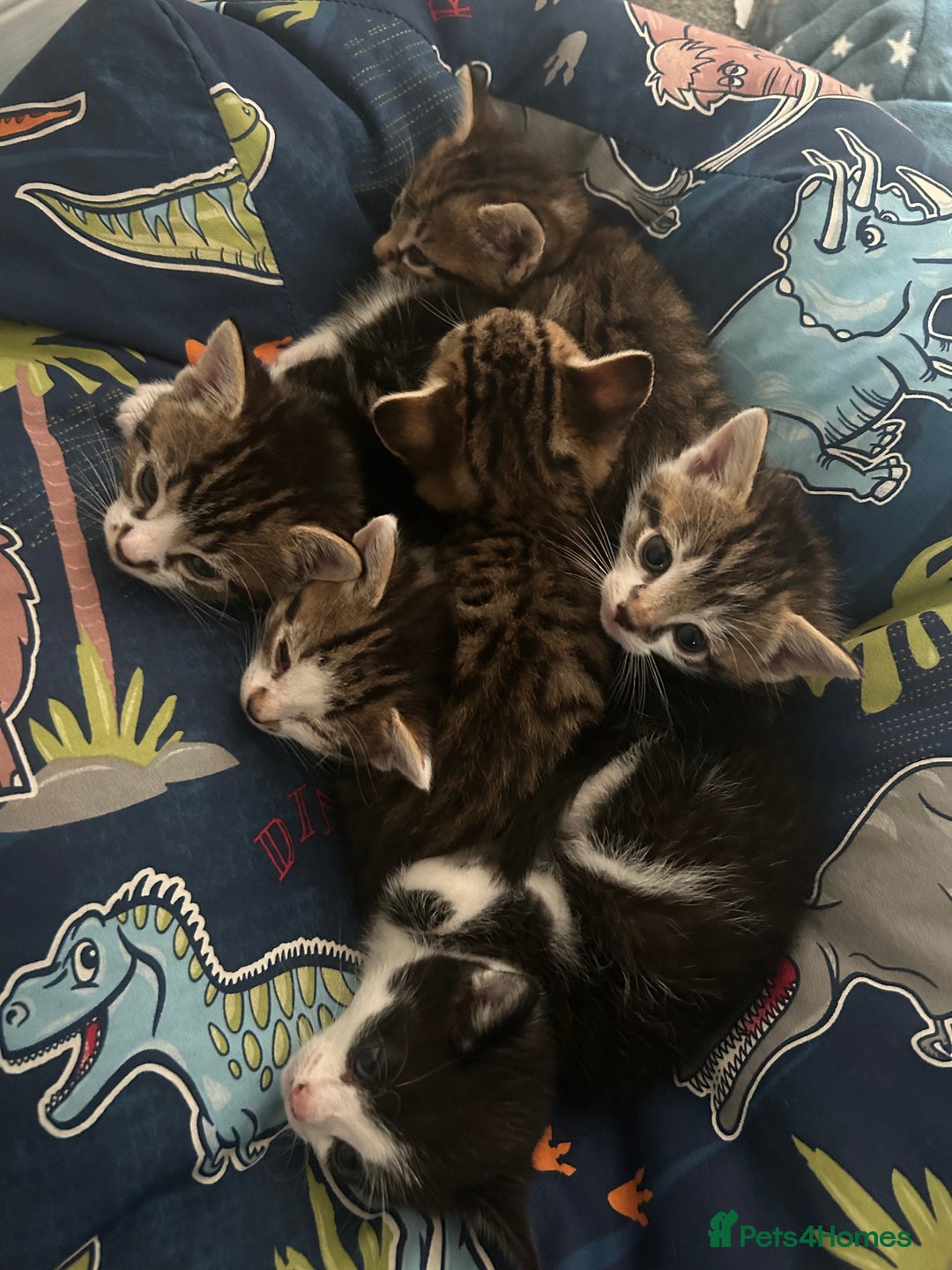 Domestic Shorthair cats for sale: Kittens looking for their forever home  - Image 1