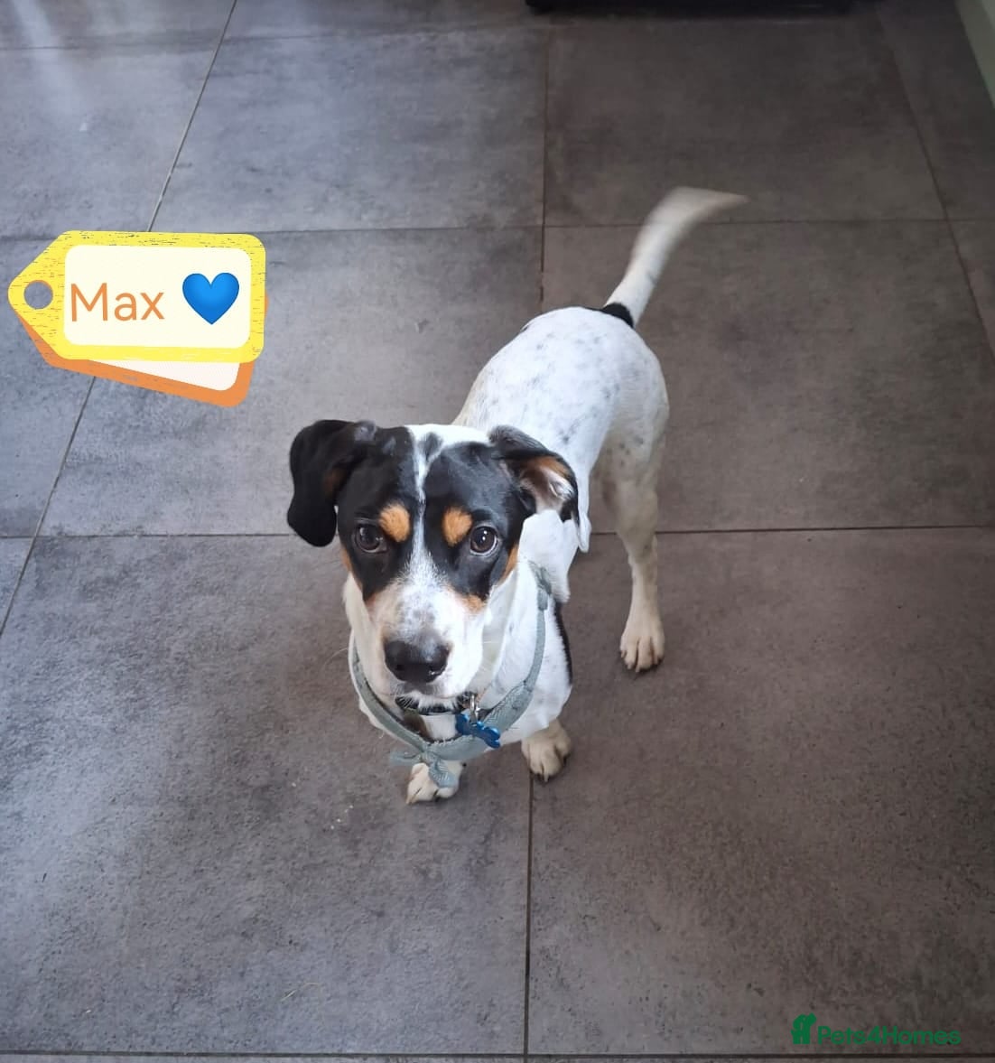 Mixed Breed dogs 💙Max-10-month-old Jack Russell cross💙 - Advert 1