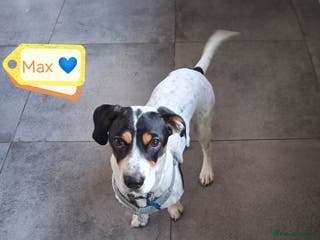Mixed Breed dogs 💙Max-10-month-old Jack Russell cross💙 - Advert 6