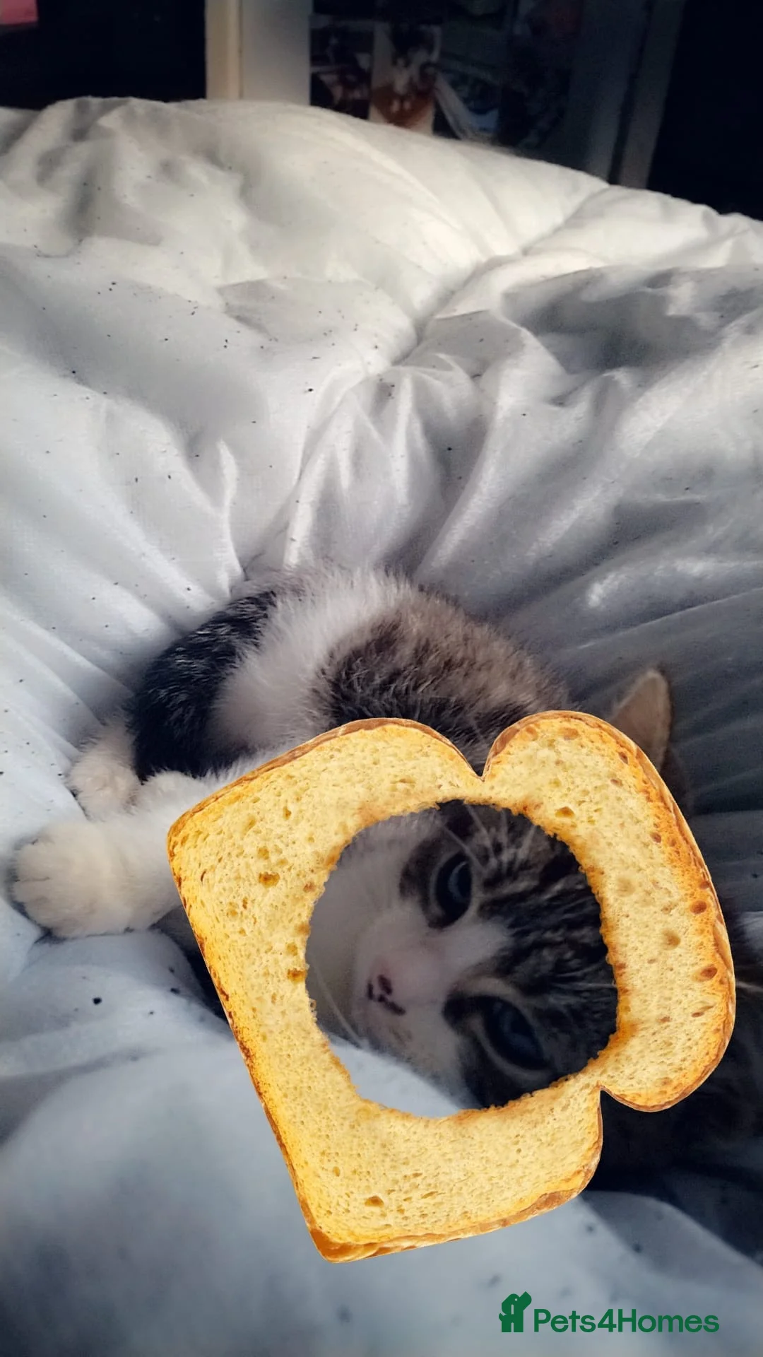 Mixed Breed cats for sale: Beautiful mixed tabby kitten  in Stevenage - Advert 9
