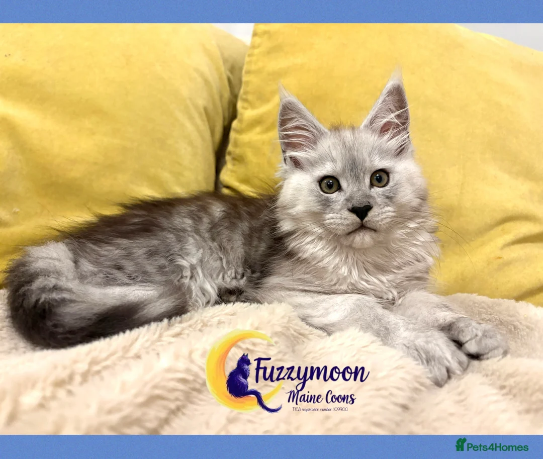 Maine Coon cats for sale: Gorgeous Shaded Pedigree Maine Coon Kittens - Advert 13