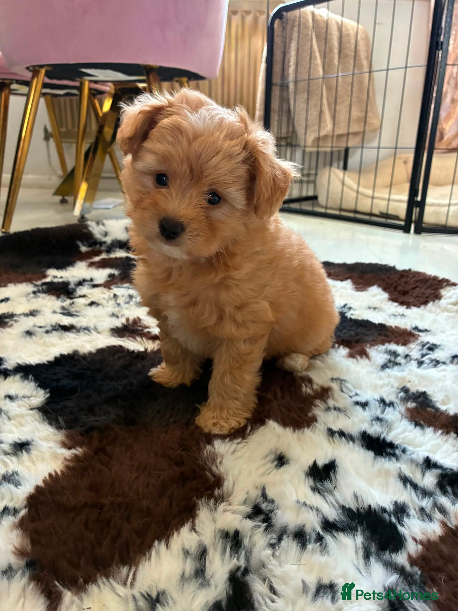 Pomapoo dogs Stunning pomapoo pups  - Advert 1