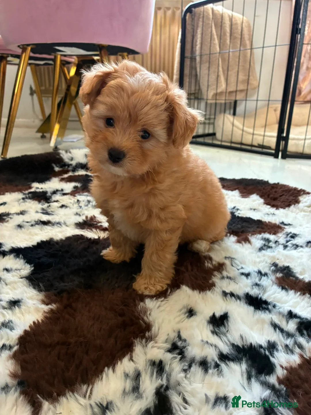 Pomapoo dogs for sale: Stunning pomapoo pups  in Ramsgate - Advert 1