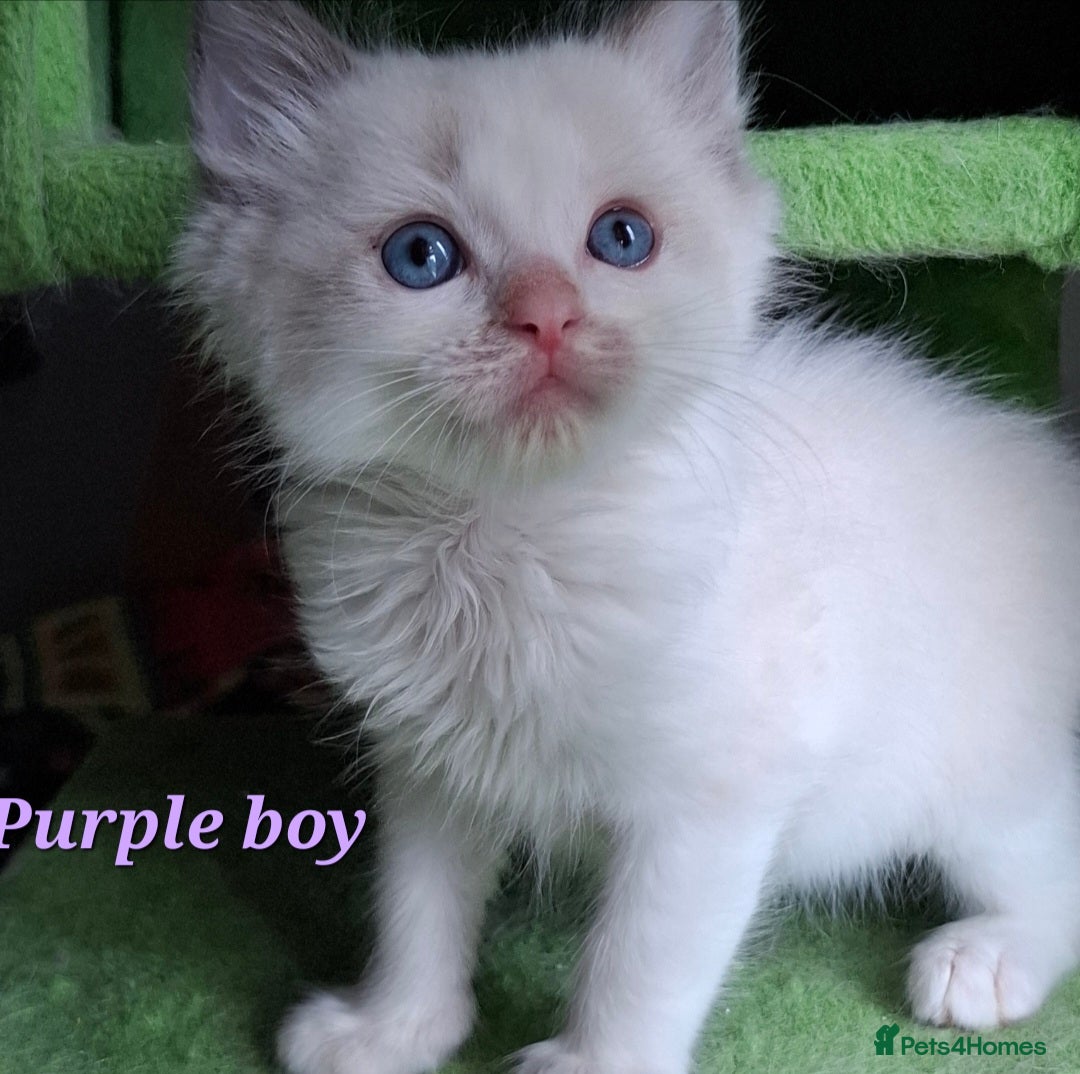 Ragdoll cats for sale: GCCF Gorgeous Pure Pedigree Ragdoll Kittens - Image 10