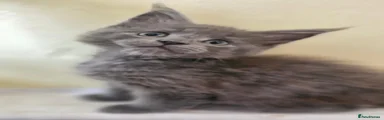 Maine Coon 5