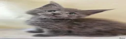 Maine Coon cats for sale: Dear Maine Coon kittens are looking for new homes! in Boston - Advert 5
