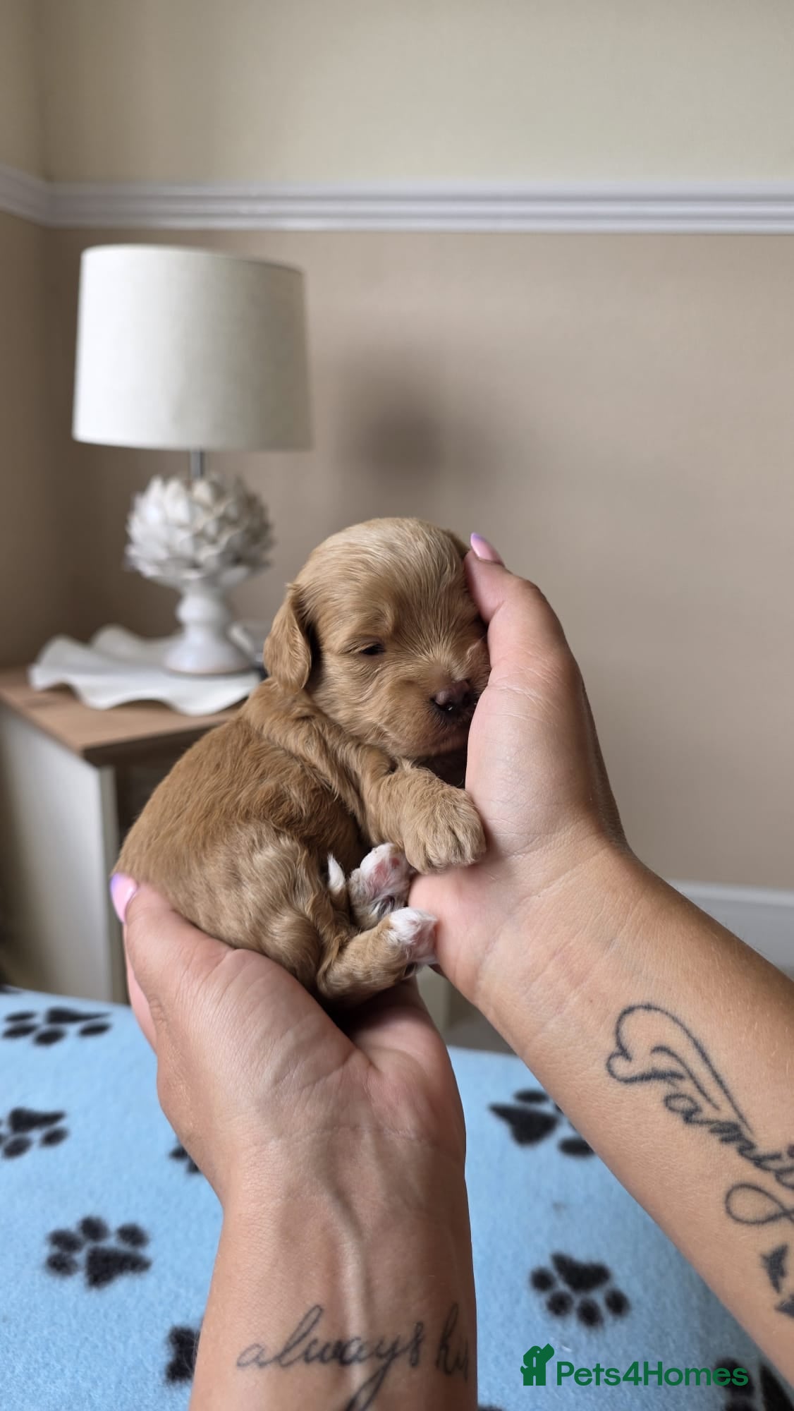 Maltipoo dogs  Adorable Tiny Toy Maltipoo puppies 🐶 - Advert 1