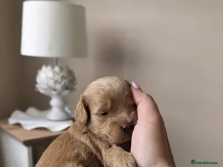 Maltipoo dogs Adorable Tiny Toy Maltipoo puppies 🐶 - Advert 1