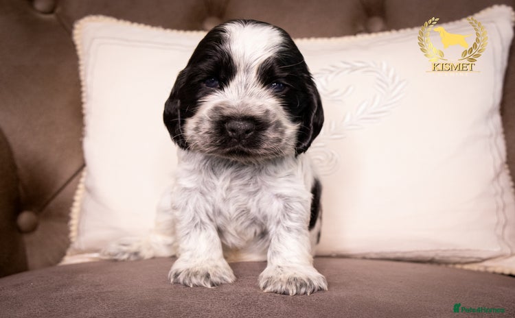 Cocker Spaniel dogs - Advert 2
