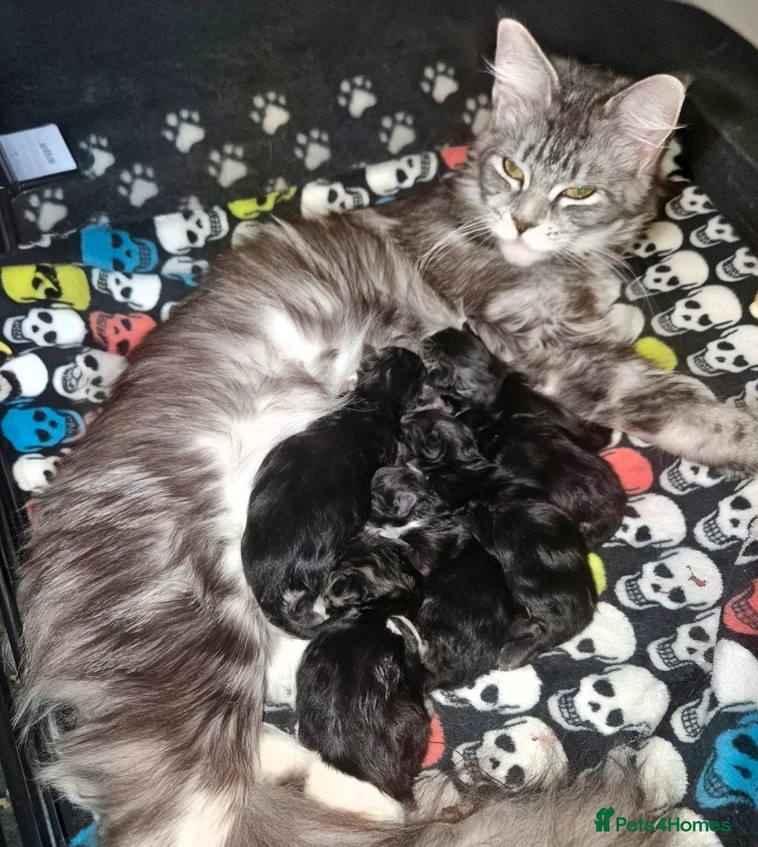Maine Coon cats for sale: Gorgeous Chunky Maine Coon Kittens Tica Registered - Advert 2