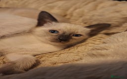 Siamese cats for sale: Beautiful Lilac and chocolate point Siamese  - Image 6