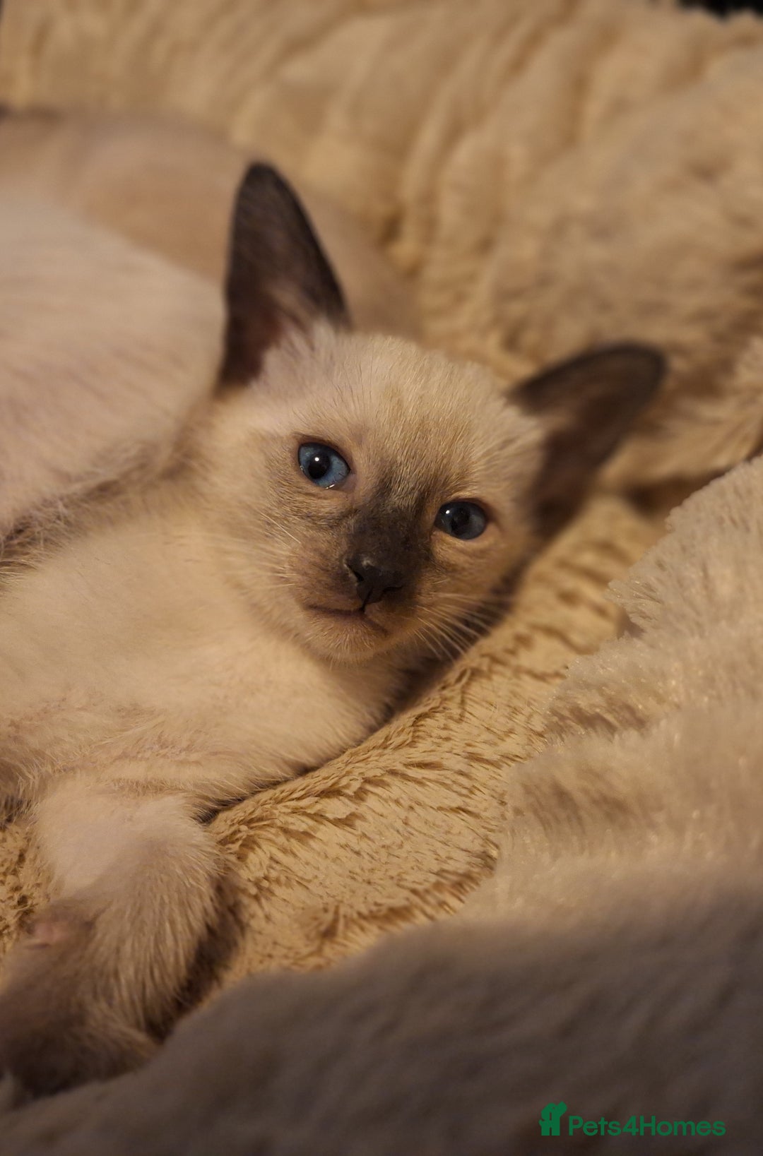 Siamese cats for sale: Beautiful Lilac and chocolate point Siamese  - Image 6