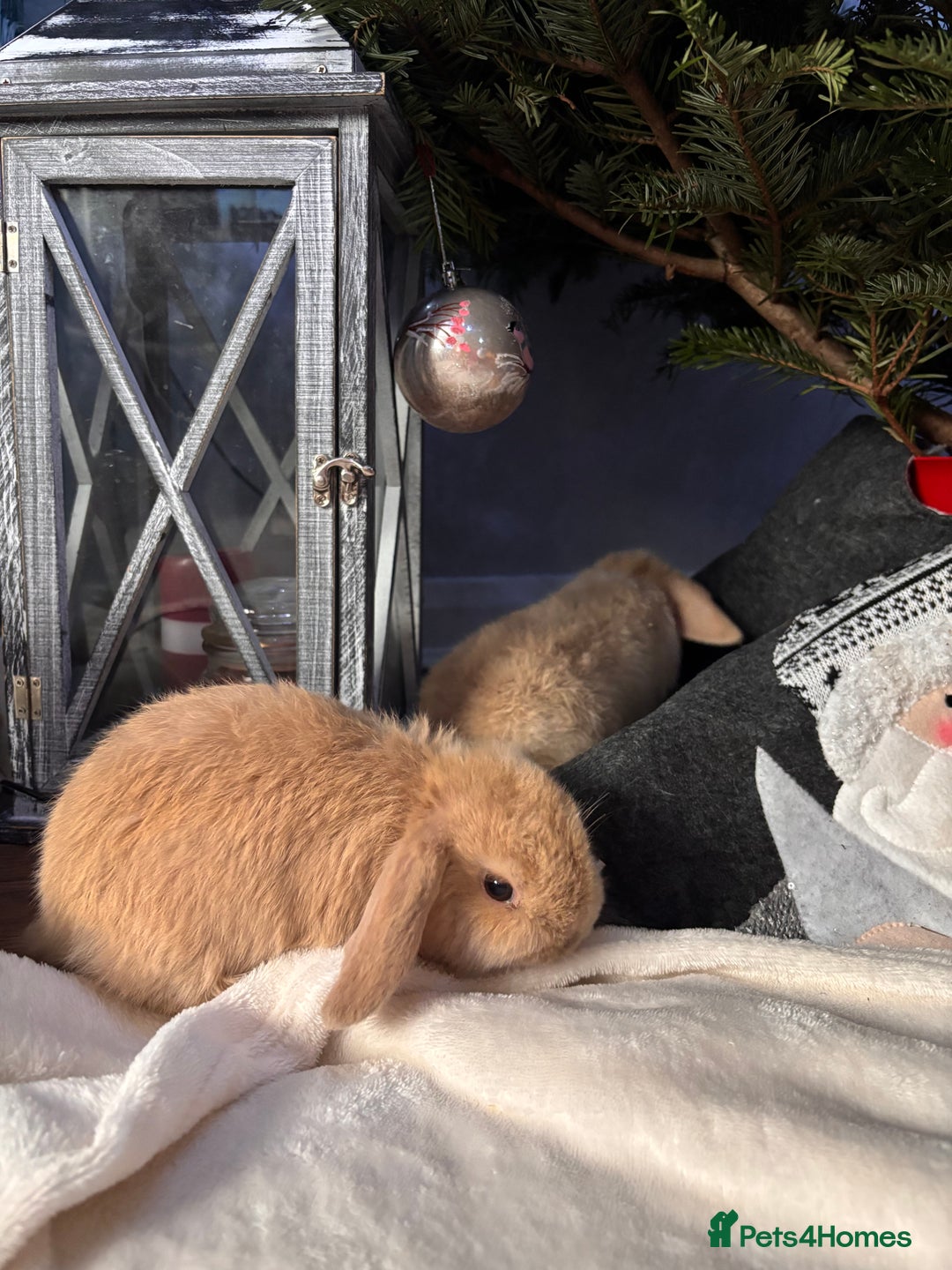 Mini Lop rabbits for sale: purebred Mini Lops  - Advert 13