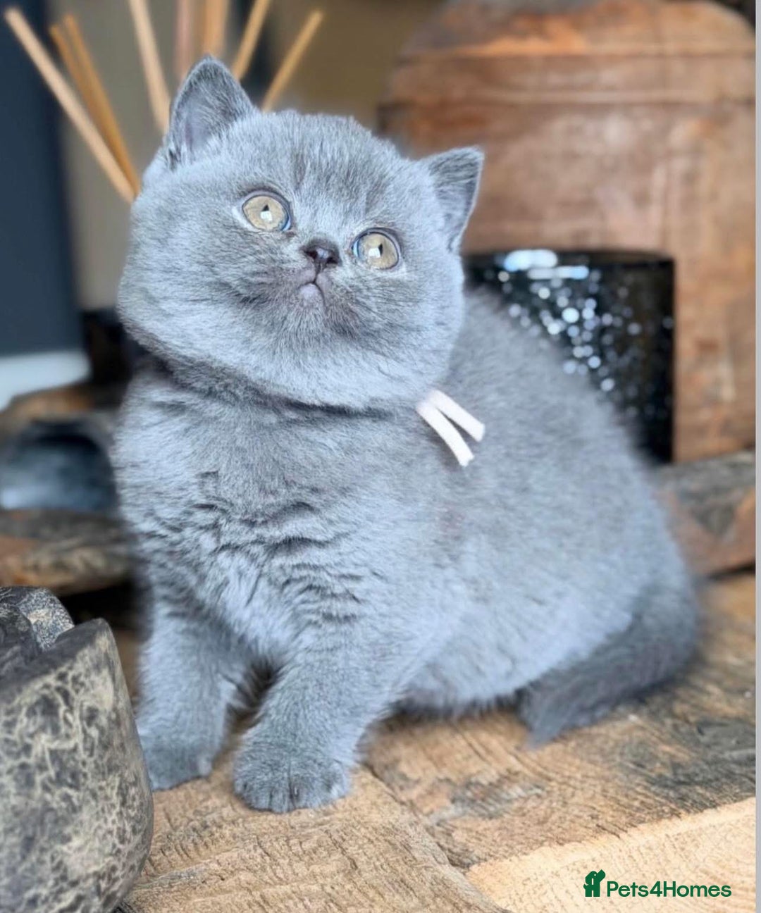 British Shorthair cats for sale: British Shorthair kittens - stunning litter - Advert 5
