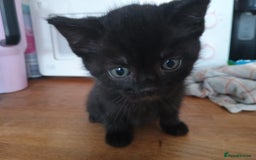 Mixed Breed cats for sale: Beautiful Black Boy Kittens  - Image 1
