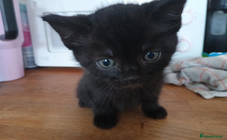 Mixed Breed cats - Advert 8
