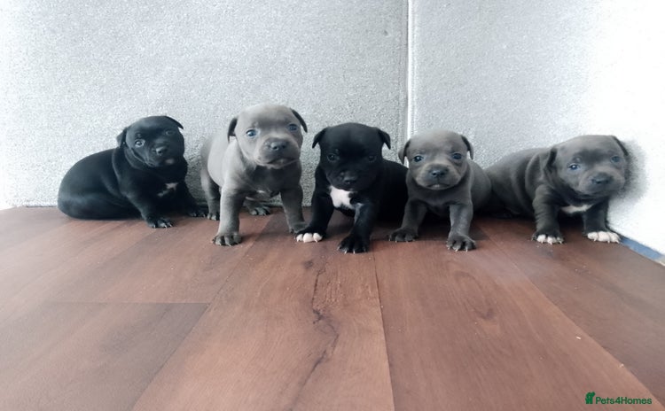 Staffordshire Bull Terrier dogs - Advert 16