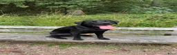 Labrador Retriever dogs for sale: KC Reg Black Labrador Puppies – Only 2 Girls Left! - Advert 20