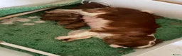 Cavapoo dogs for sale: 🐾 Outstanding deep red TOY F1 Cavapoos 🐾 in Southport - Advert 10