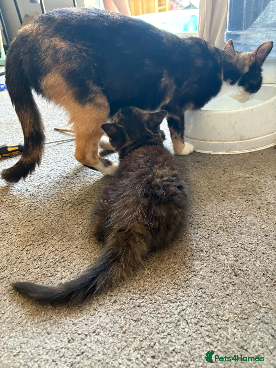 Mixed Breed cats for sale: Kittens ready for their new homes - Advert 1