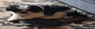 Shih Tzu 1