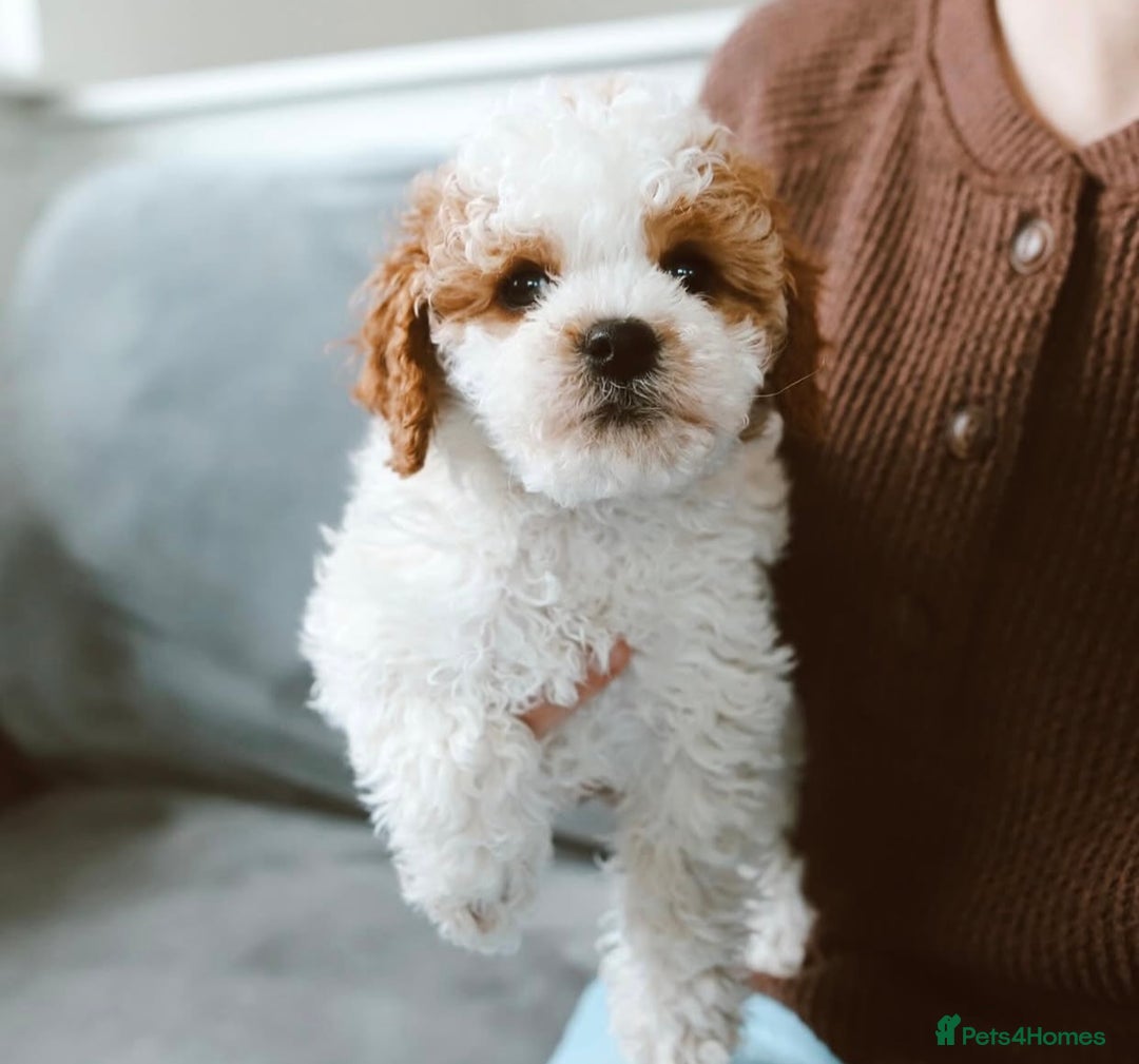 Cavapoo dogs for sale: Beautiful Cavapoo puppies! - Image 18