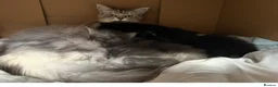 Maine Coon cats for sale: Beautiful Mainecoon kittens  - Advert 4
