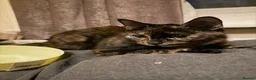 Mixed Breed cats for sale: Please read everyone’s descriptions (4 kittens) - Advert 1