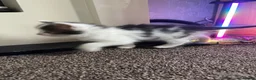 American Shorthair cats for sale: Beautiful Kittens Looking For Forever Home - Advert 9