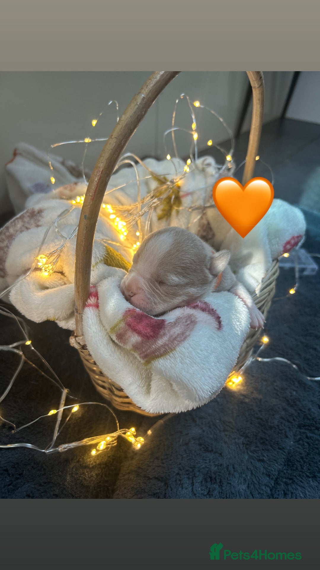Olde English Bulldogge dogs for sale: STUNNING NEBBR OLDE ENGLISH BULLDOGGE PUPPIES in Epping - Image 17