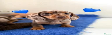 Miniature Dachshund 1