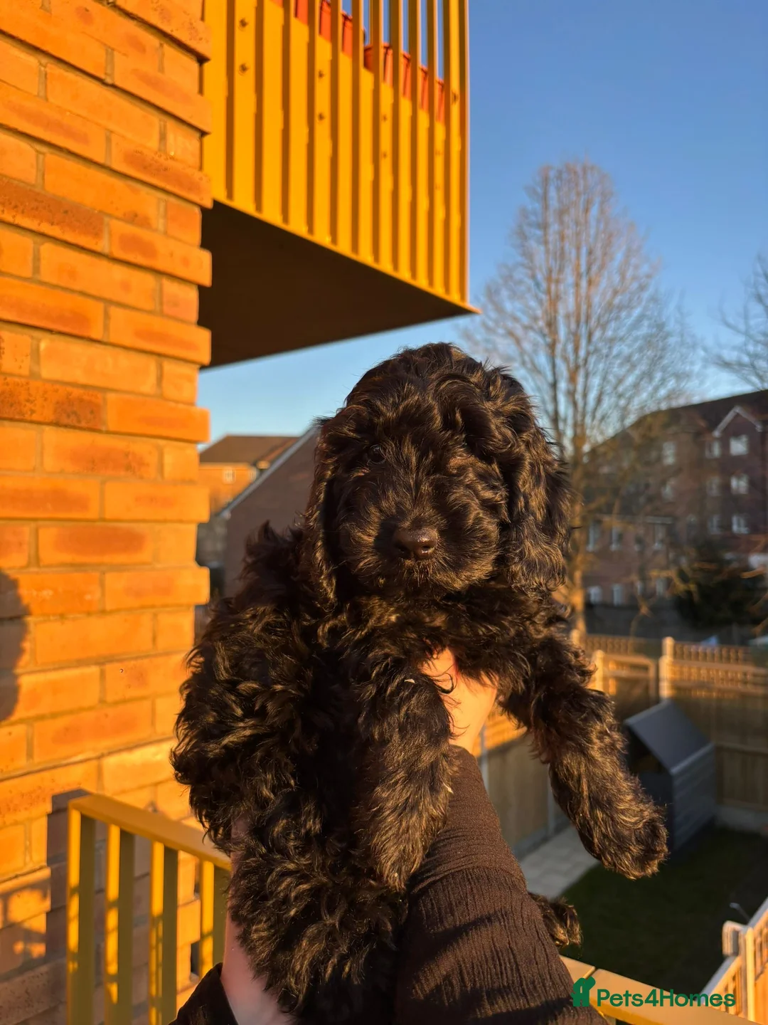 Cockapoo dogs for sale: Ready now (1 girl left) - Advert 1