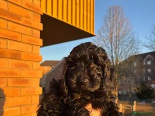 Cockapoo dogs Ready now (2 girlies left) - Advert 9