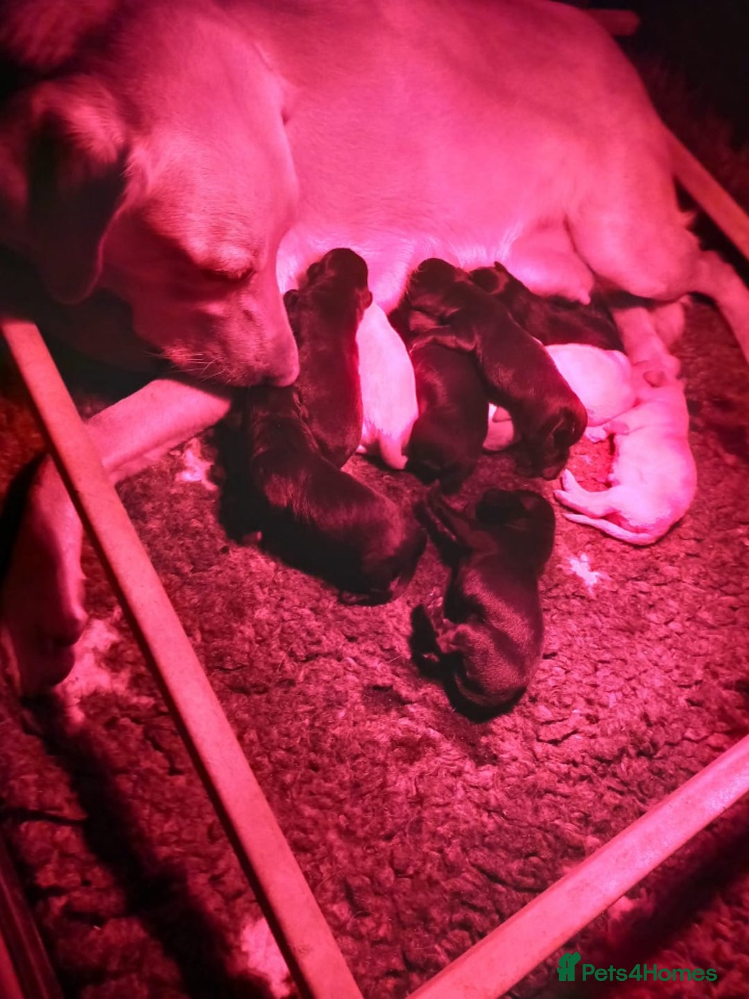 Labrador Retriever dogs for sale: KC Reg labrador puppies for sale  - Advert 6