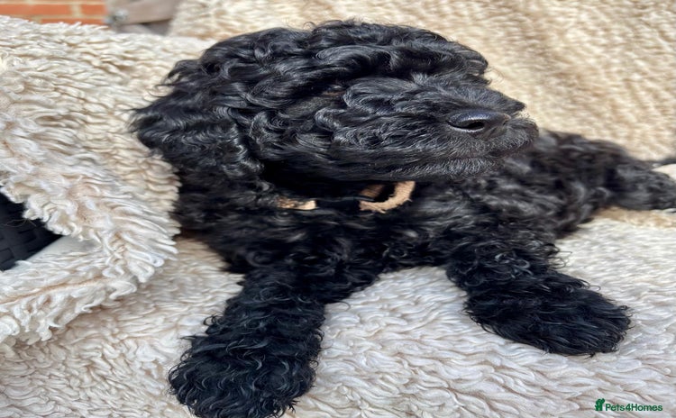 Labradoodle dogs - Advert 12