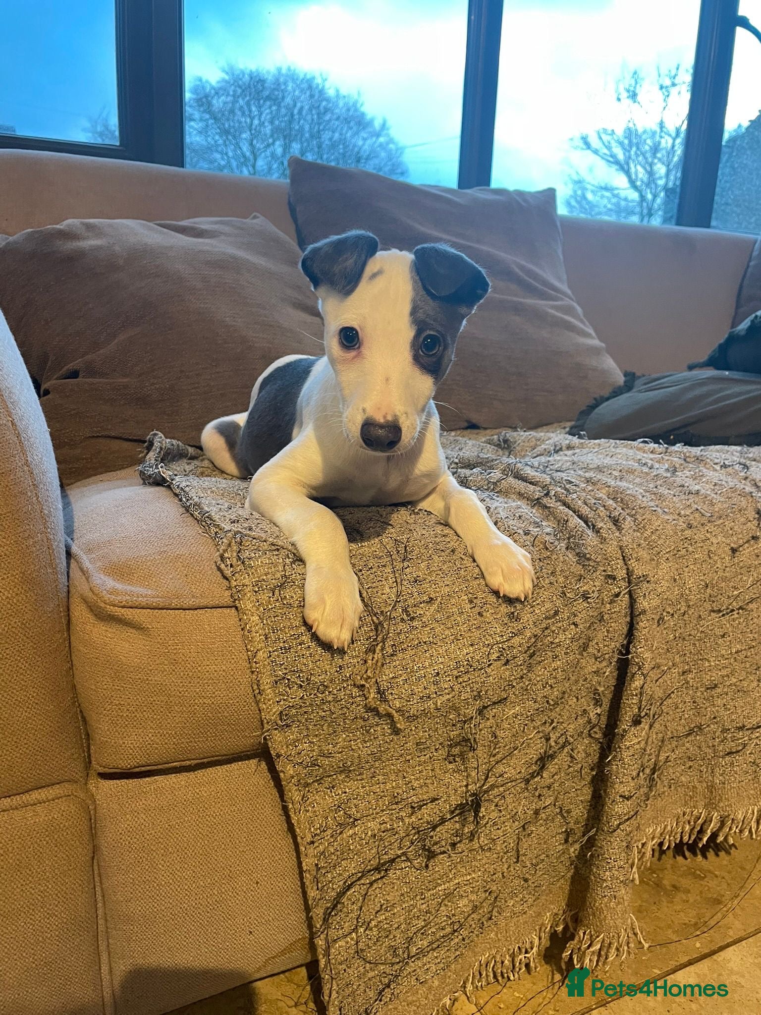 Whippet dogs Top quality KC registered Whippet pups*ONE LEFT* - Advert 9