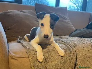 Whippet dogs Top quality KC registered Whippet pups*ONE LEFT* - Advert 9